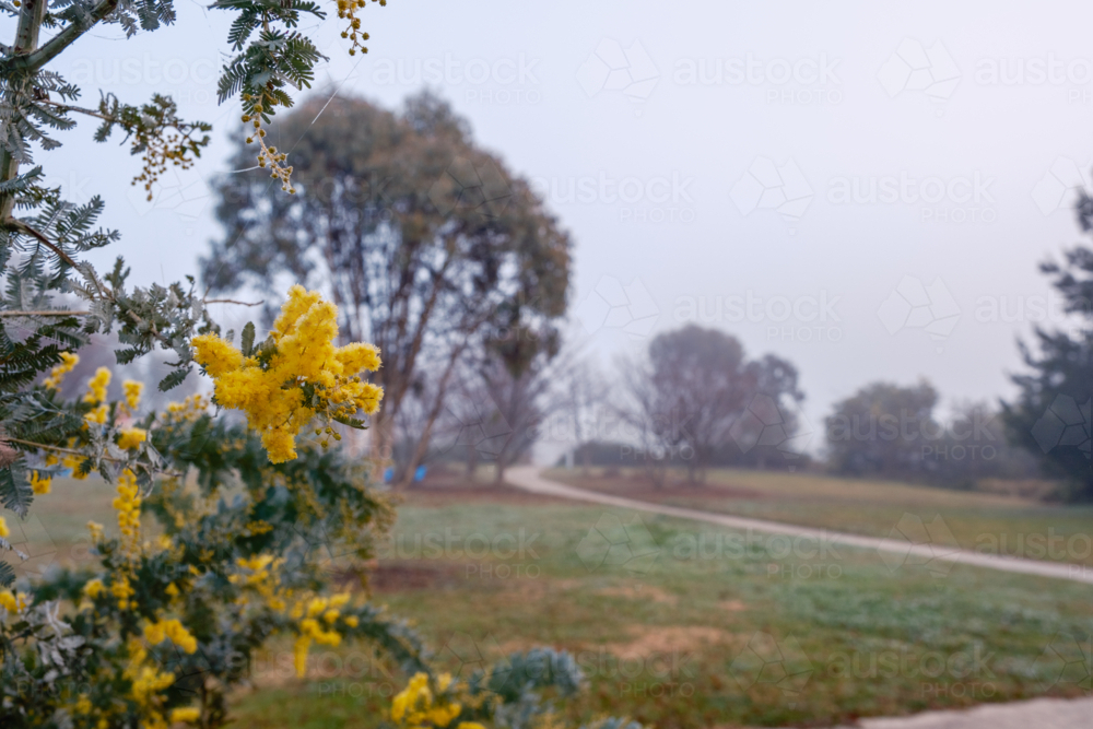 Cold Foggy Morning with Wattle Flowers - Australian Stock Image