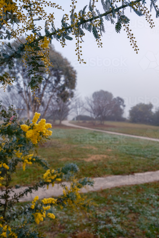 Cold Foggy Morning with Wattle Flowers - Australian Stock Image