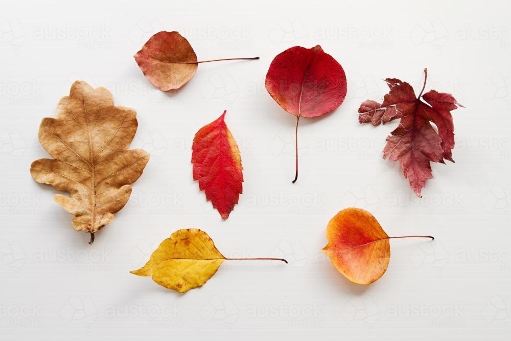 Collection of different shaped autumn leaves on white - Australian Stock Image