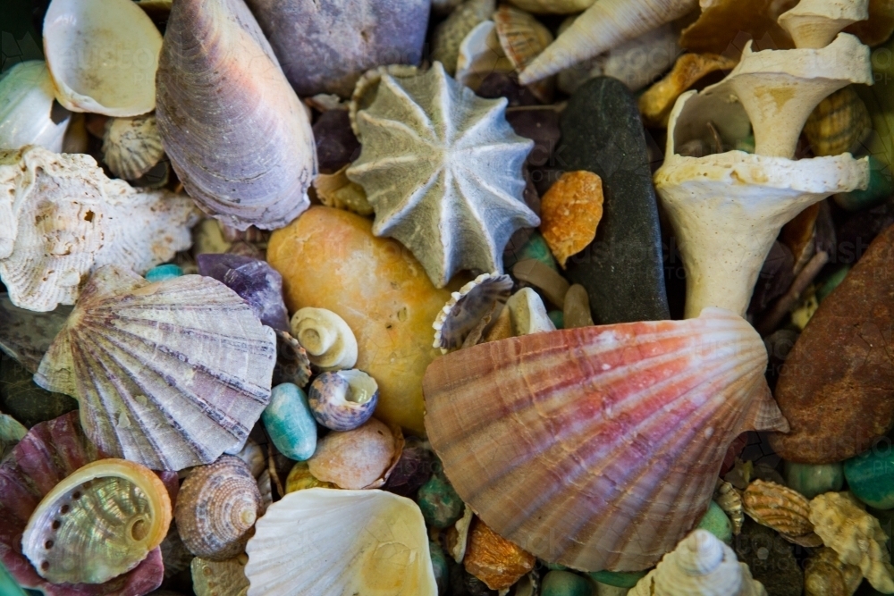 Image of Collection of different shells - Austockphoto