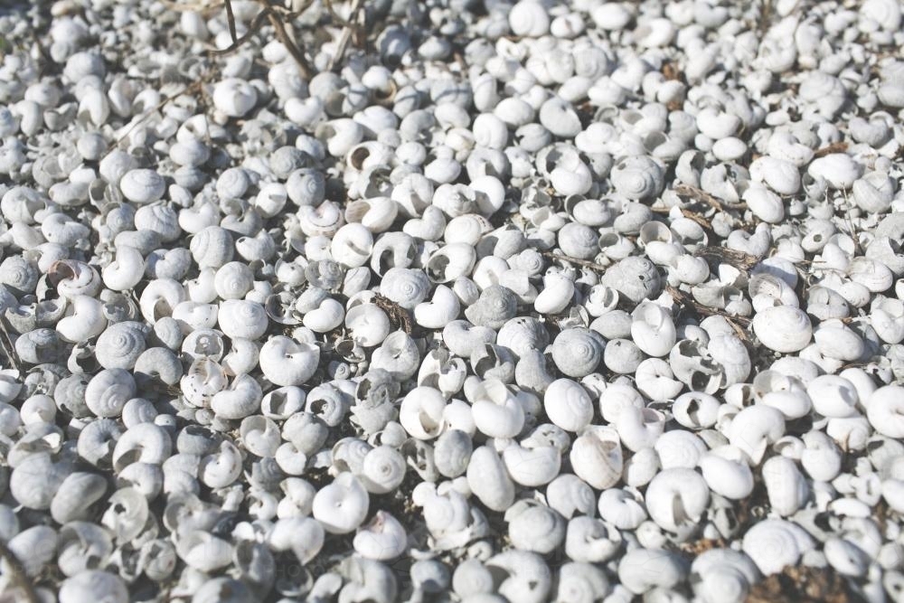 collection of monochrome seashells - Australian Stock Image