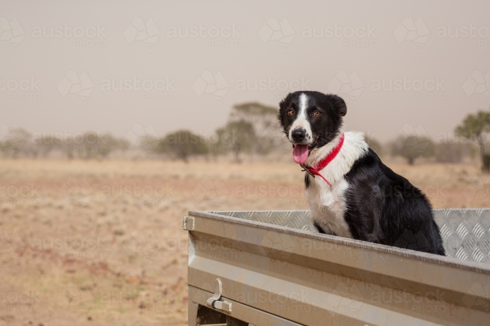 Collie working dog in car looking at camera - Australian Stock Image