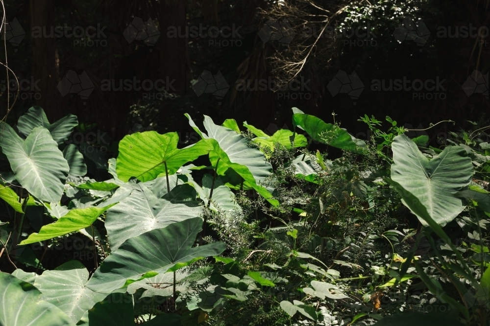 Colocasia Elephant Ear plants growing wild in dappled sunlight - Australian Stock Image