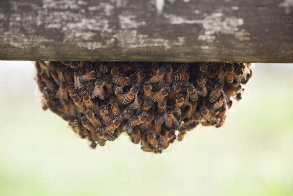 Colony of bees - Australian Stock Image
