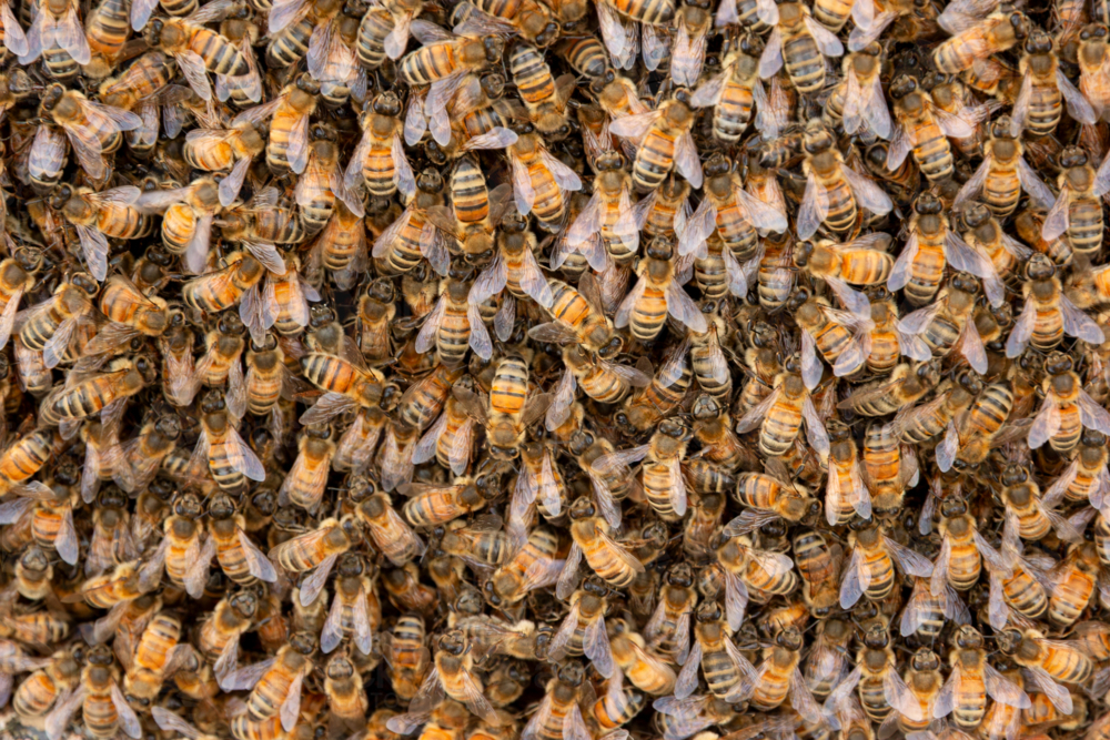 Colony of bees - Australian Stock Image