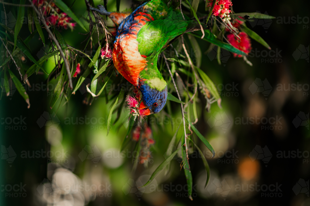Colorful lorikeet foraging upside down in sunny garden flowers - Australian Stock Image