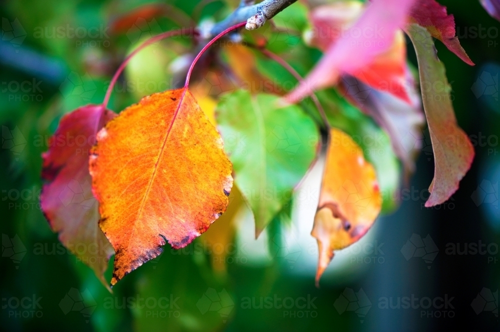 Coloured Autumn Leaves - Australian Stock Image