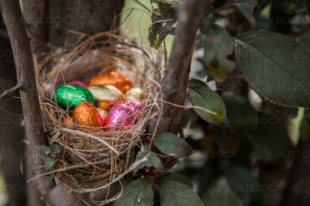 Coloured foil wrapped Easter eggs hidden in bird nest - Australian Stock Image