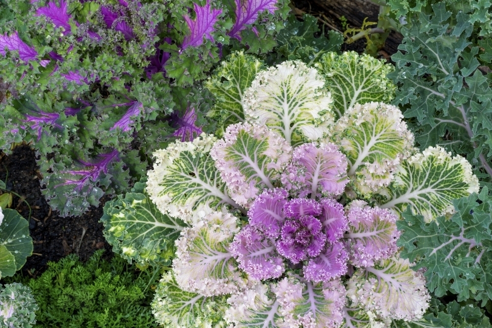 Colourful and decorative purple cabbage - Australian Stock Image