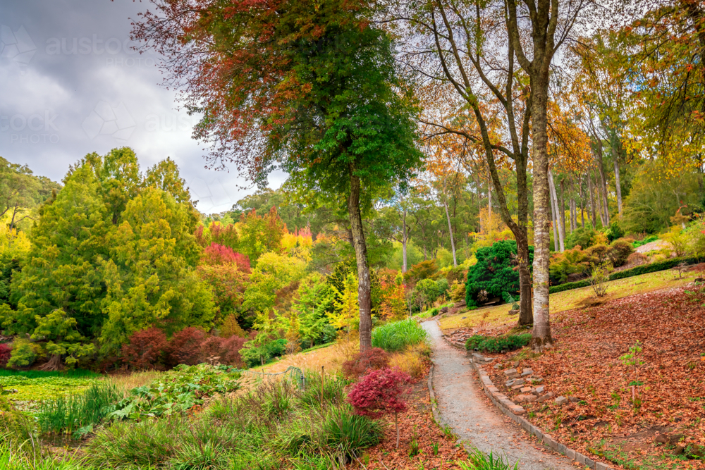 Colourful and peaceful autumn scene in the park with a pathway between trees - Australian Stock Image