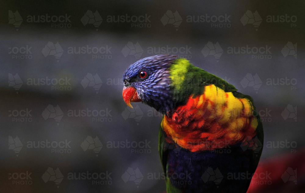 Colourful bird profile, Lorikeet - Australian Stock Image