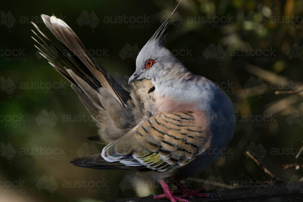 Colourful crested pigeon profile - Australian Stock Image