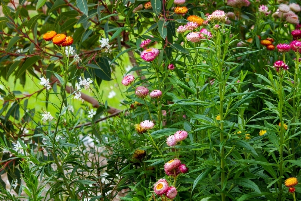 Image Of Colourful Everlasting Daisy Wildflowers In Front Of Dwarf Gum