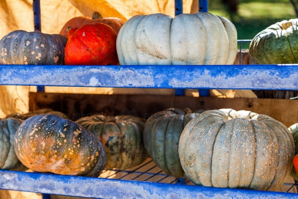 colourful farm grown organic pumpkins on roadside stand - Australian Stock Image
