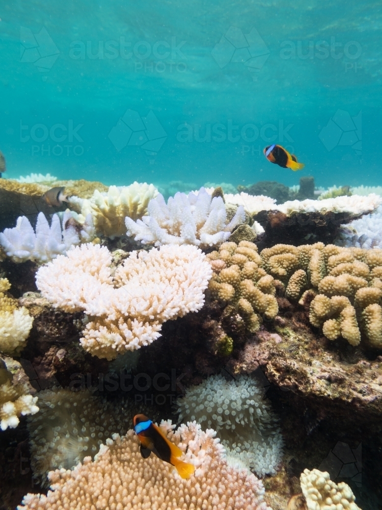 Colourful fish and coral on the Great Barrier Reef - Australian Stock Image