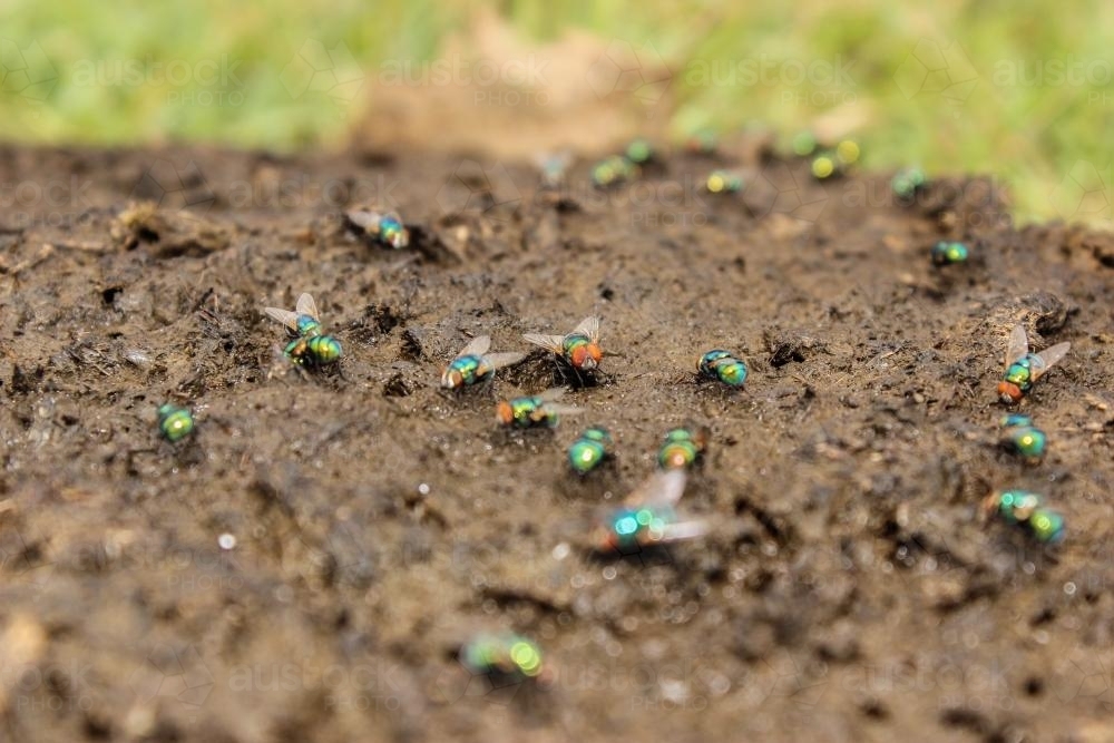 Colourful flies on a fresh cow pat - Australian Stock Image