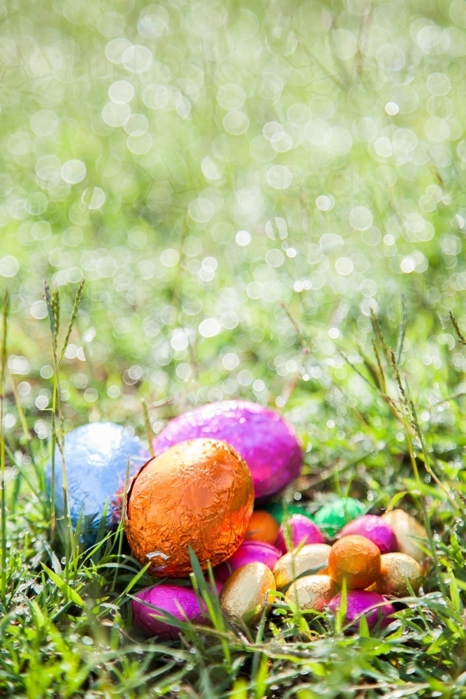 Colourful foil wrapped Easter eggs on green grass wet with dew - Australian Stock Image