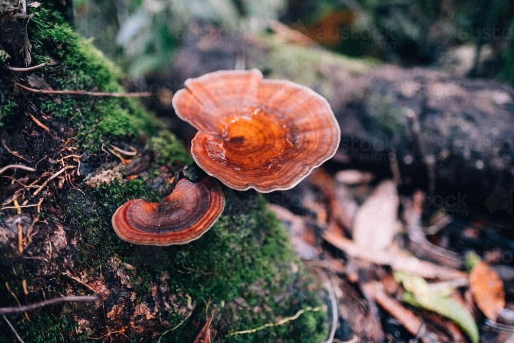 Colourful fungi growing on mossy log in rainforest - Australian Stock Image