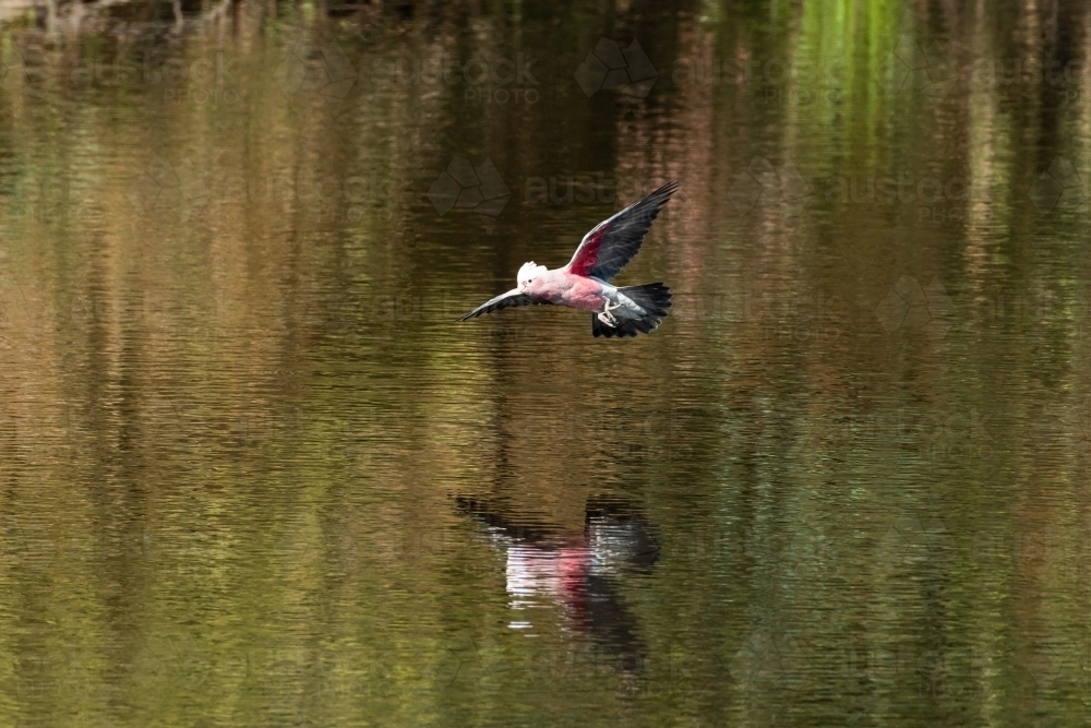 Colourful Galah flying low over water with reflections - Australian Stock Image