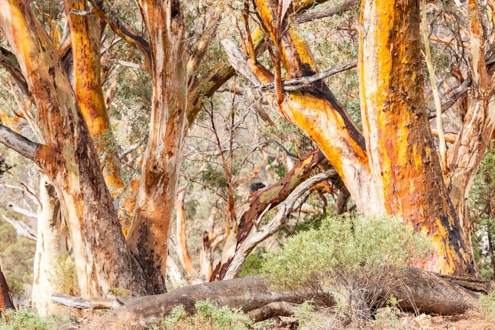 colourful gum tree trunks after rain - Australian Stock Image