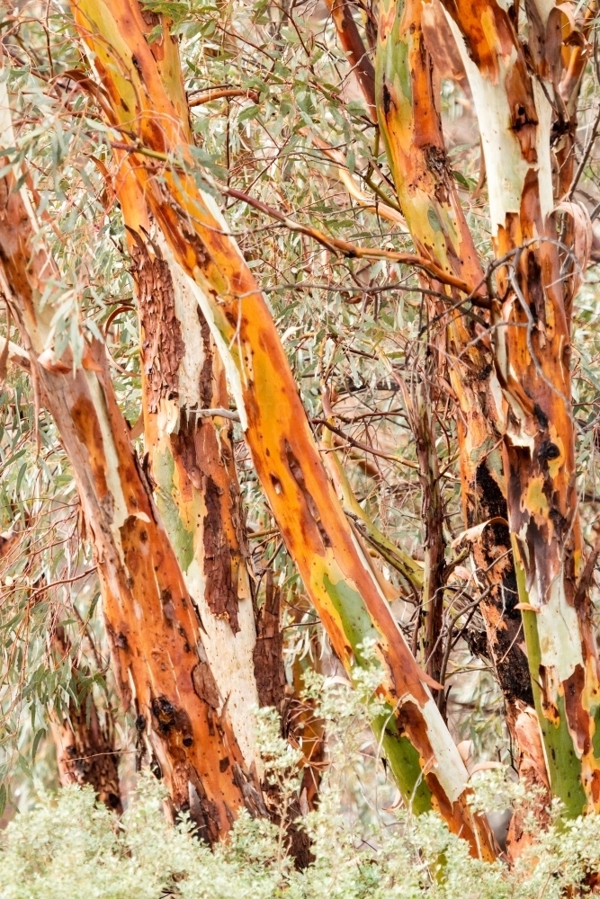 colourful gum tree trunks after rain - Australian Stock Image