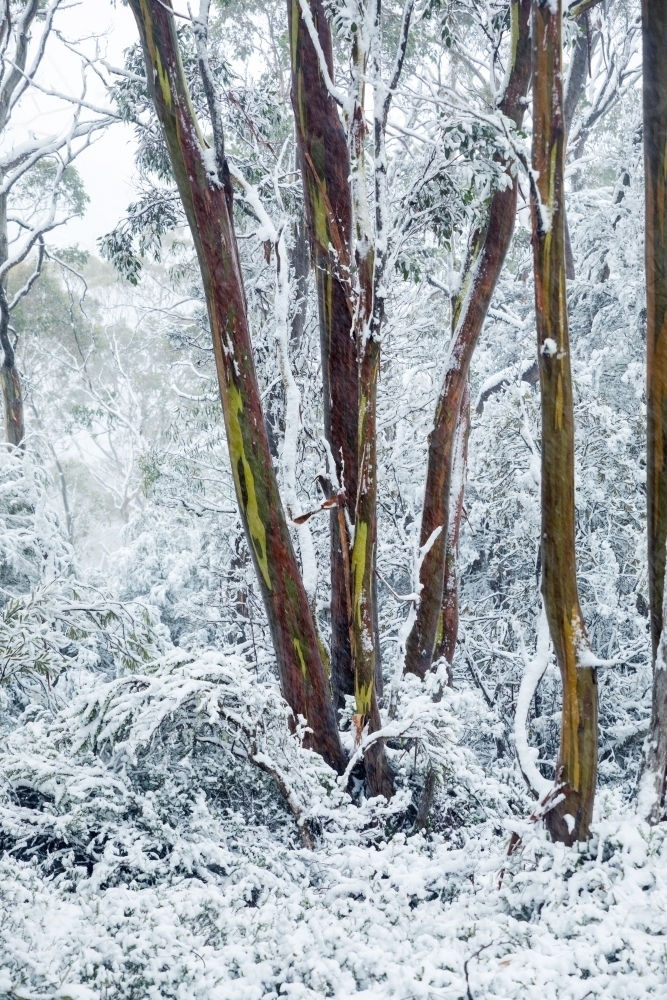 colourful gum tree trunks in snowy landscape - Australian Stock Image