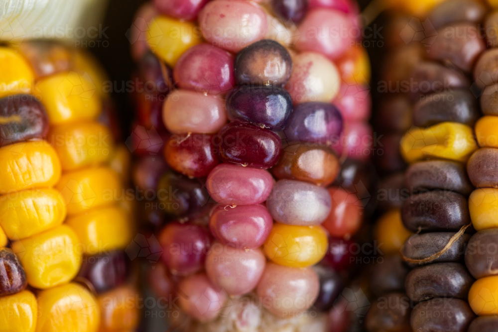colourful heirloom popping corn with purple kernels freshly harvested from garden - Australian Stock Image