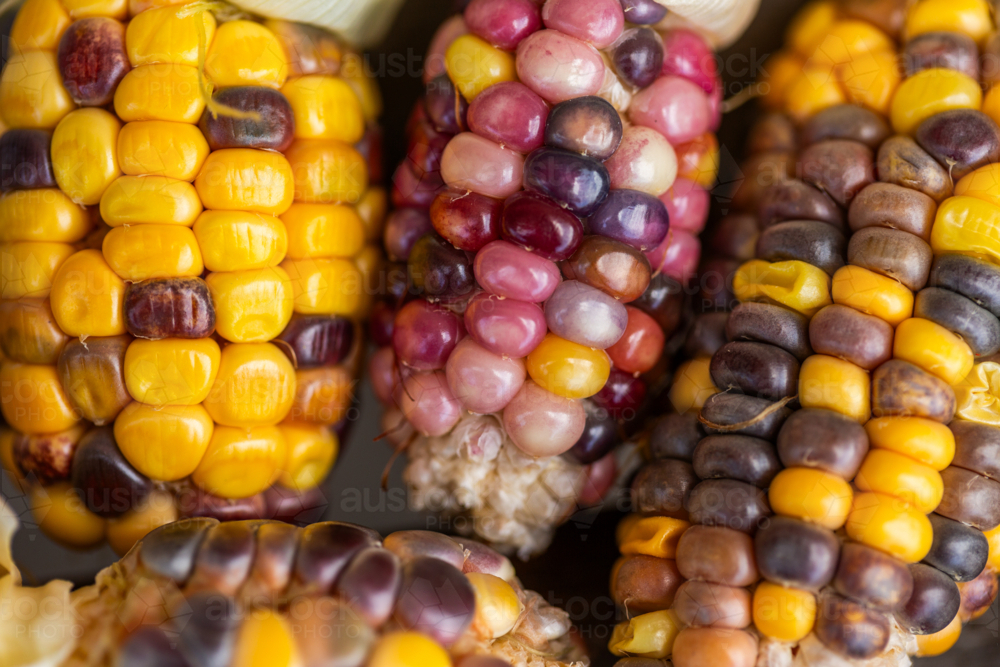 colourful heirloom popping gem corn with purple and pink kernels freshly harvested from garden - Australian Stock Image