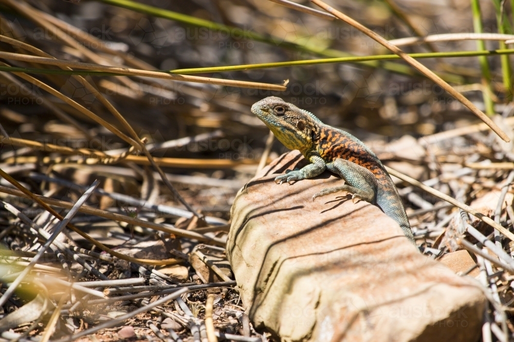 Colourful lizard on a rock - Australian Stock Image
