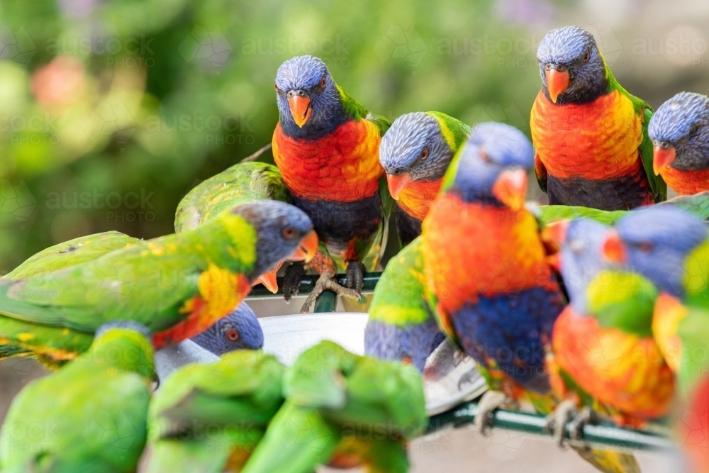 Colourful lorikeets chatting and feeding together - Australian Stock Image