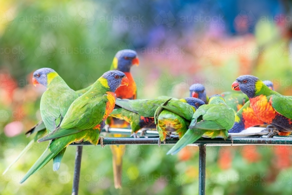 Colourful lorikeets feeding with a colourful background - Australian Stock Image