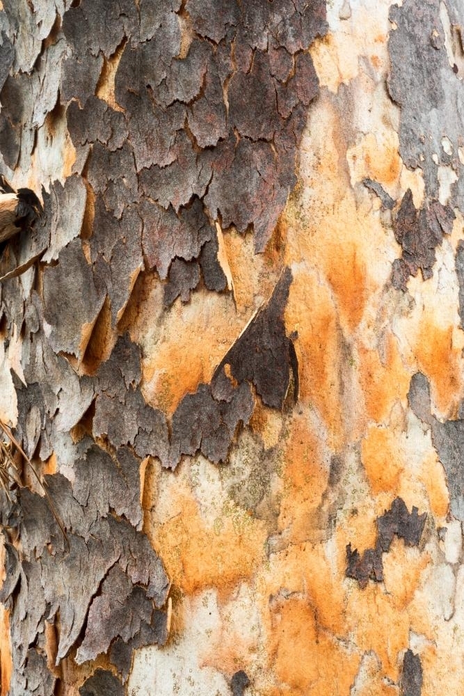 Colourful orange new growth and peeling bark of an angophera tree trunk - Australian Stock Image