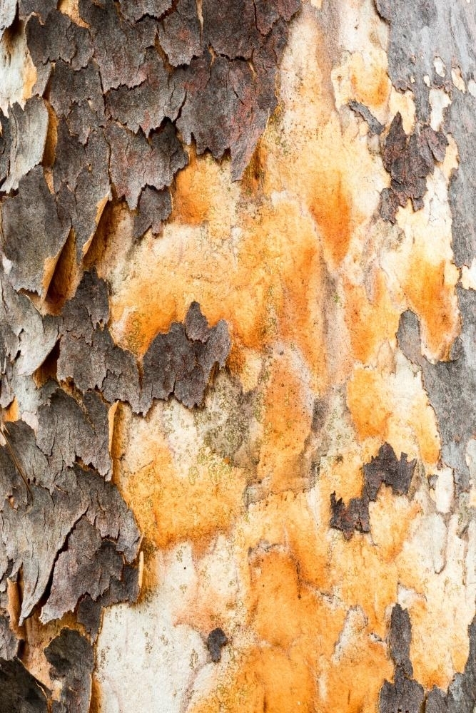 Colourful orange new growth and peeling bark of an angophera tree trunk - Australian Stock Image
