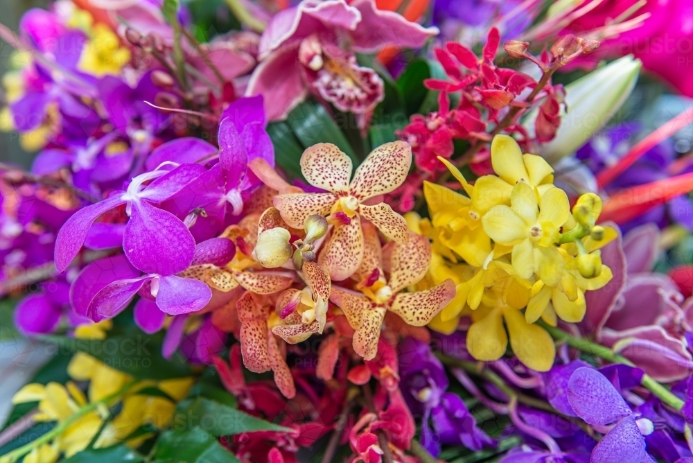 Colourful Orchids - Australian Stock Image