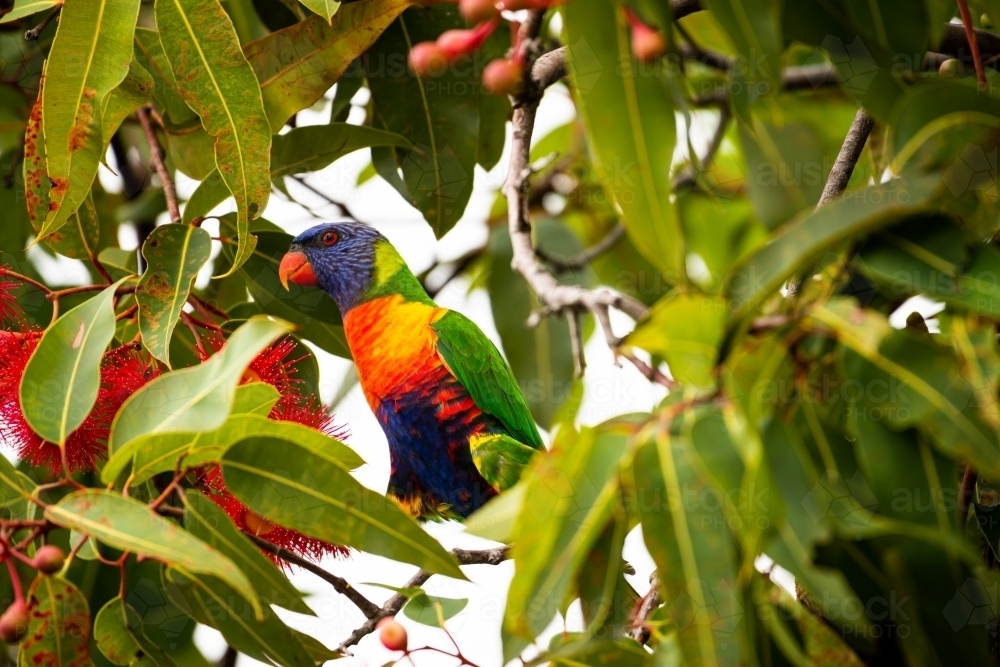 Colourful Rainbow Lorrikeet in a red flowering gum tree - Australian Stock Image