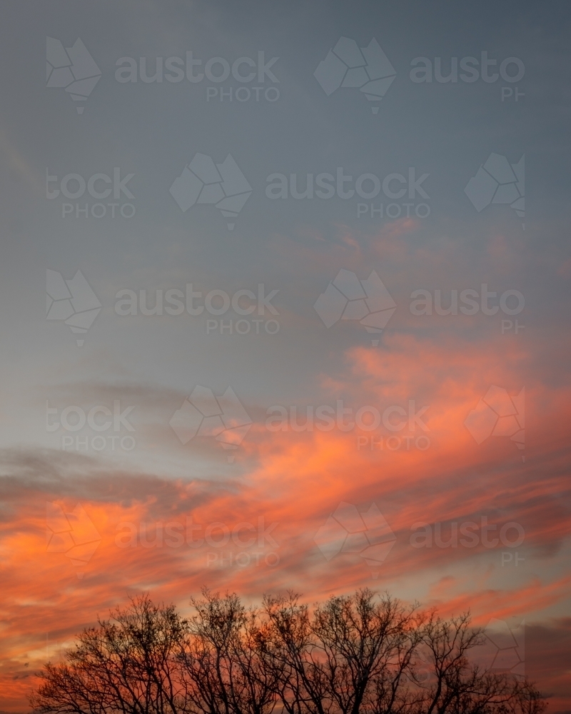 Colourful sunset above leafless tree branches - Australian Stock Image