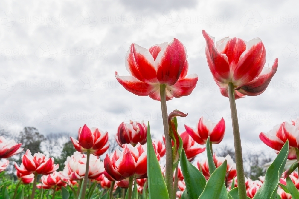 Colourful tulips growing in garden against sky - Australian Stock Image