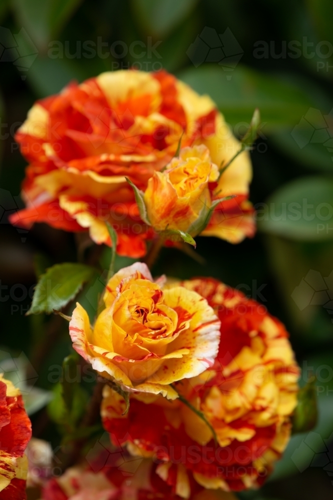 Image of colourful variegated red and yellow roses - Austockphoto