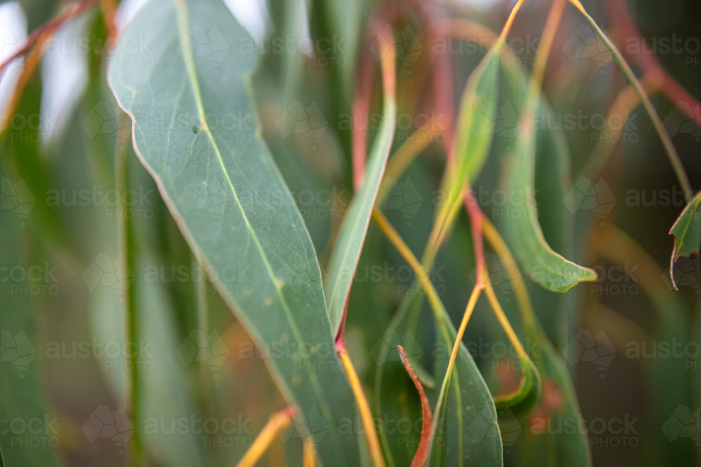 Colours of a eucalypt tree - Australian Stock Image