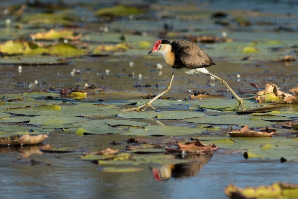 Comb-crested jacana walking across water lilies - Australian Stock Image