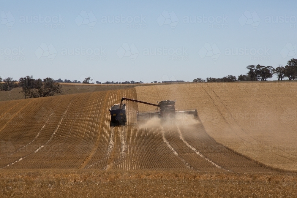 combine harvester and chase bin harvesting wheat - Australian Stock Image