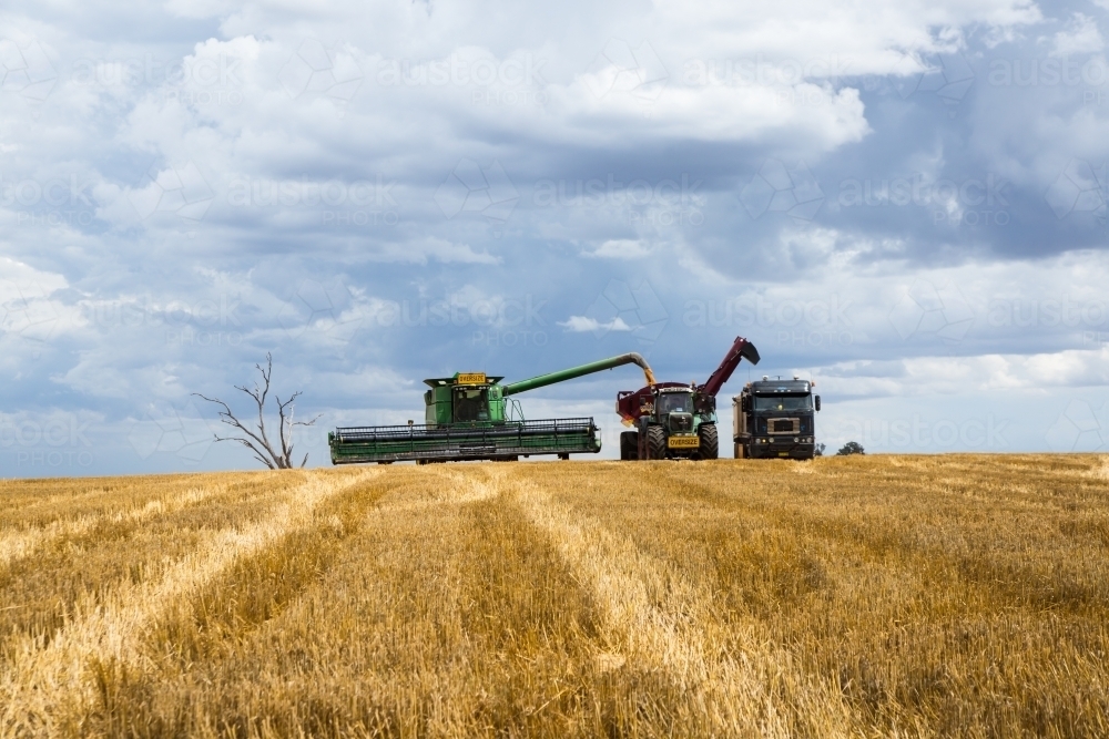 Combine Harvester, chase bin and truck during wheat harvest racing a storm - Australian Stock Image