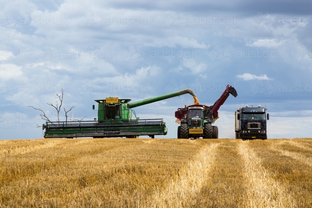 combine harvester, chase bin and truck during wheat harvest racing a storm - Australian Stock Image