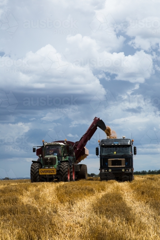 combine harvester, chase bin and truck during wheat harvest racing a storm - Australian Stock Image