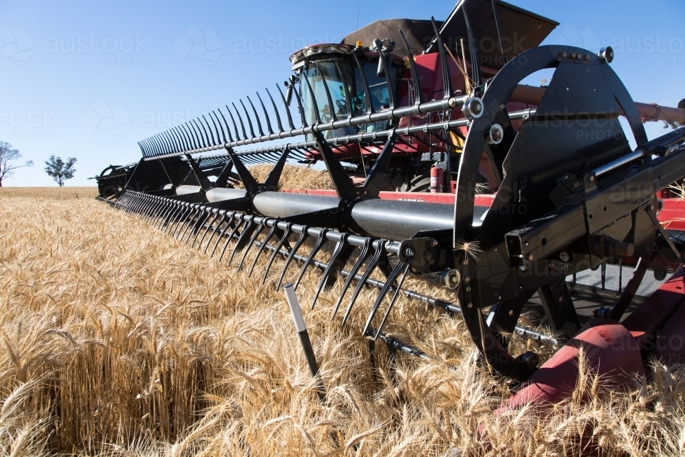 combine harvester harvesting wheat - Australian Stock Image