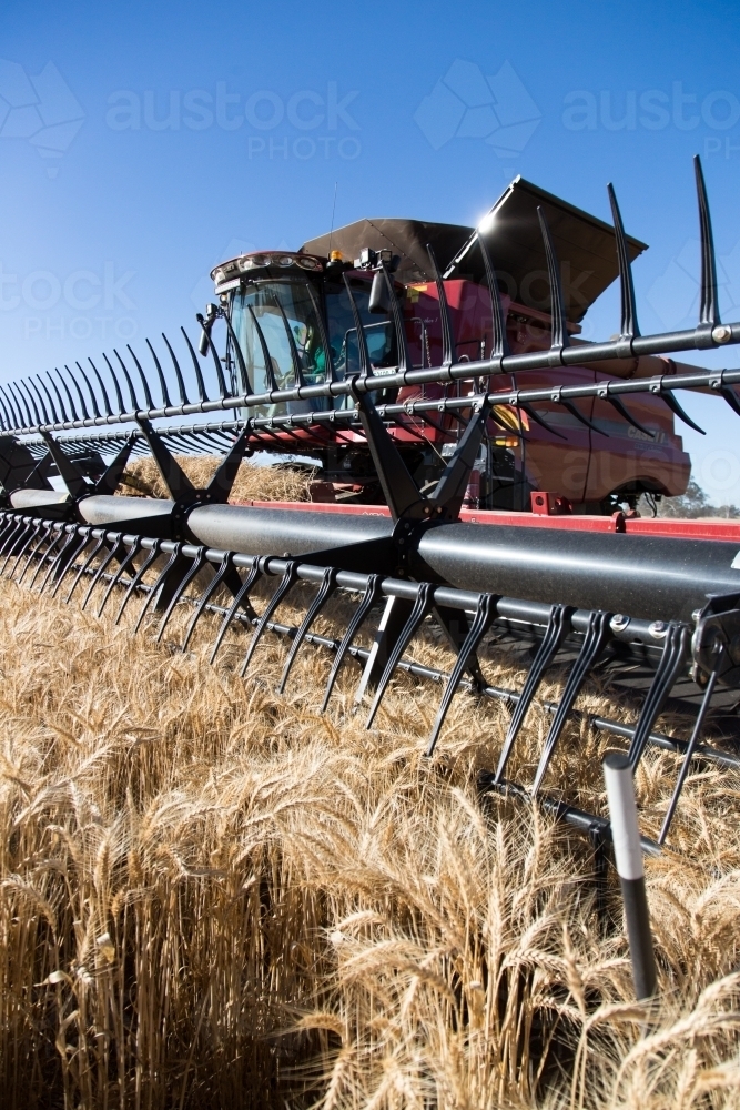 combine harvester harvesting wheat - Australian Stock Image