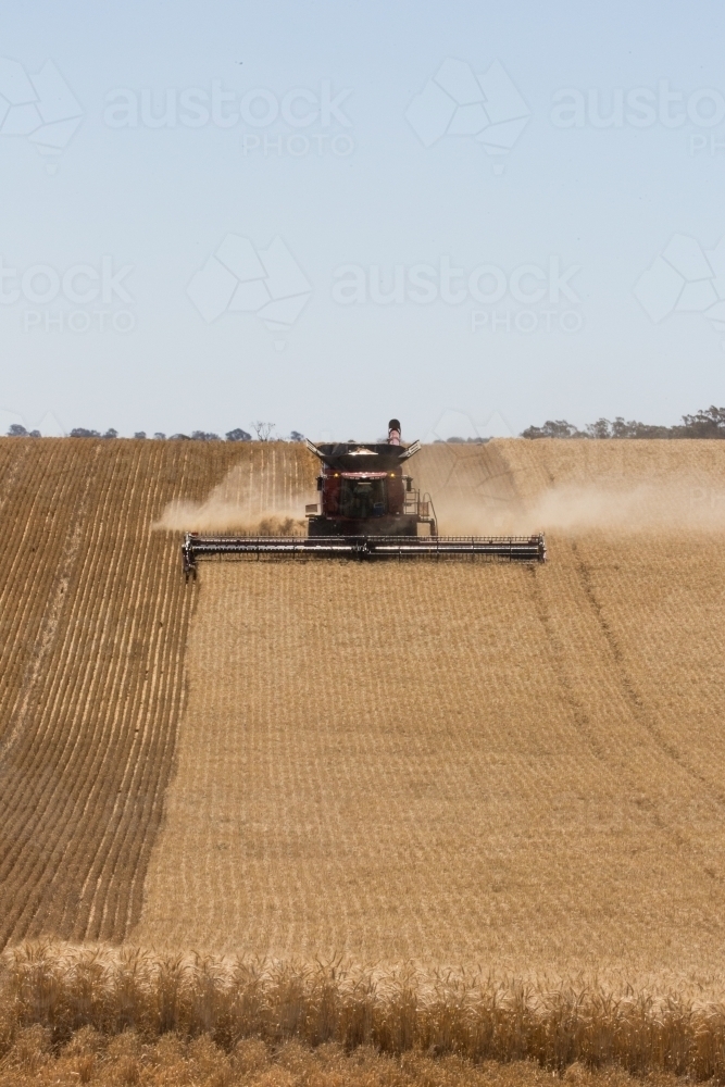 Combine harvester harvesting wheat - Australian Stock Image