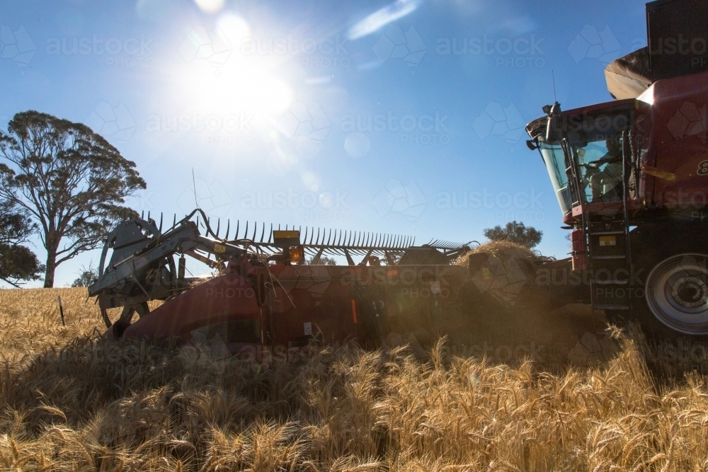 combine harvester harvesting wheat crop with sunlight flare - Australian Stock Image