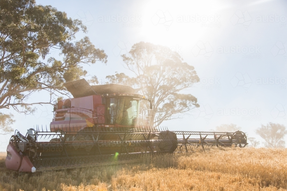 combine harvester harvesting wheat  crop with trees in the background - Australian Stock Image
