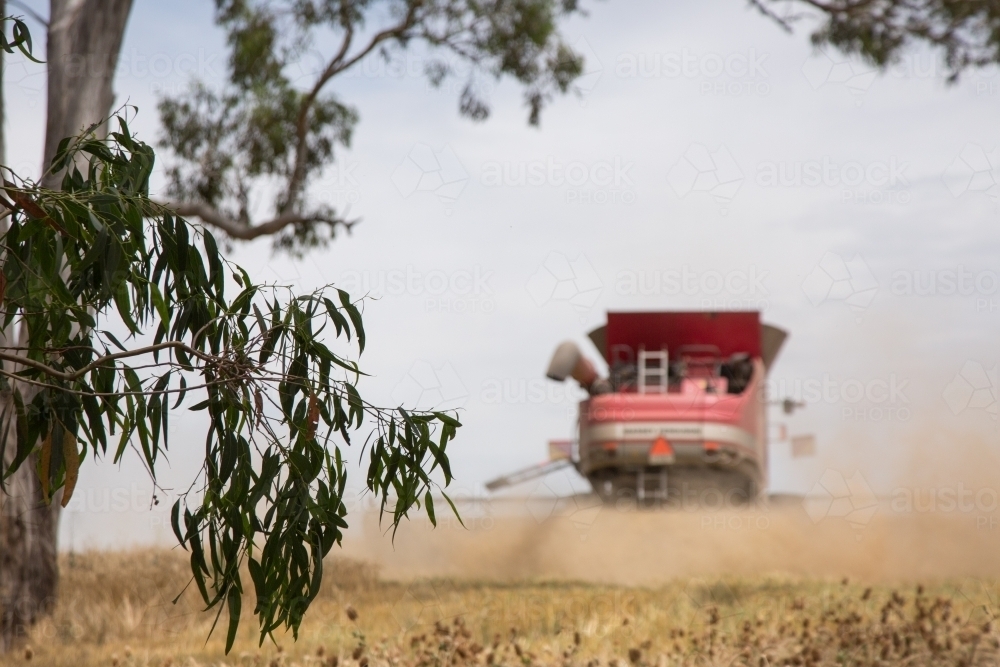 Combine harvester harvesting wheat from a paddock undersown with pasture - Australian Stock Image